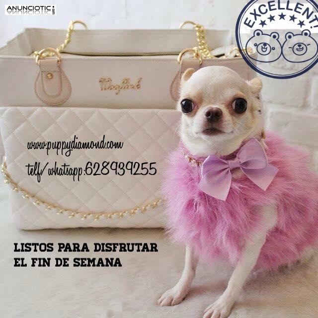 Chihuahuas miniatura exclusivos