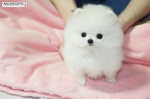  Regalo Cachorritos de Pomeranias machos y hembras