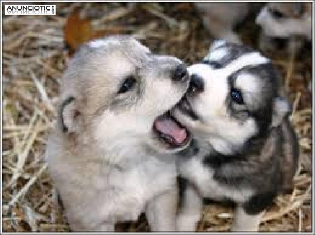   Cachorros Husky Siberiano para la adopcion