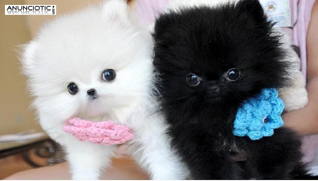 Priceless Cachorro Negro y blanco de Pomeranian para la adopción