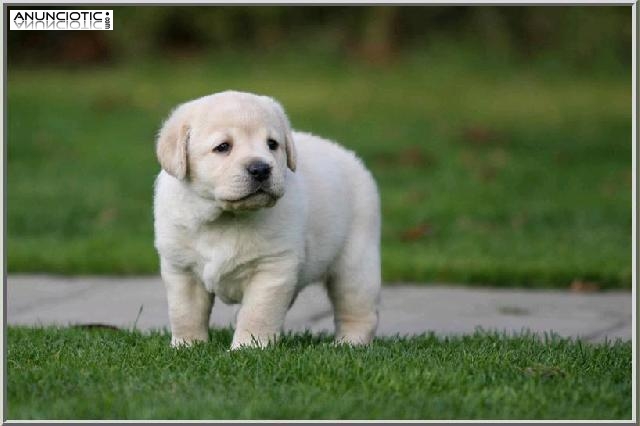   Hermosa labrador retriever cachorro de 10 semanas de edad.