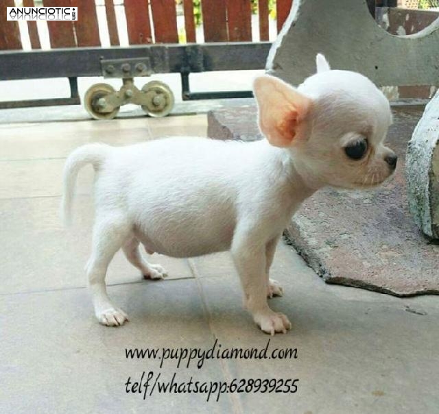Chihuahua toy barcelona