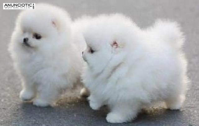Perritos de Pomeranian para la adopción.