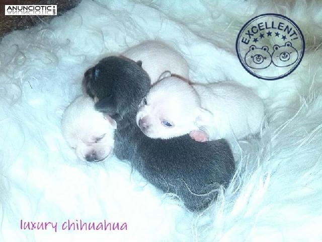 Chihuahuas exclusivos637161329