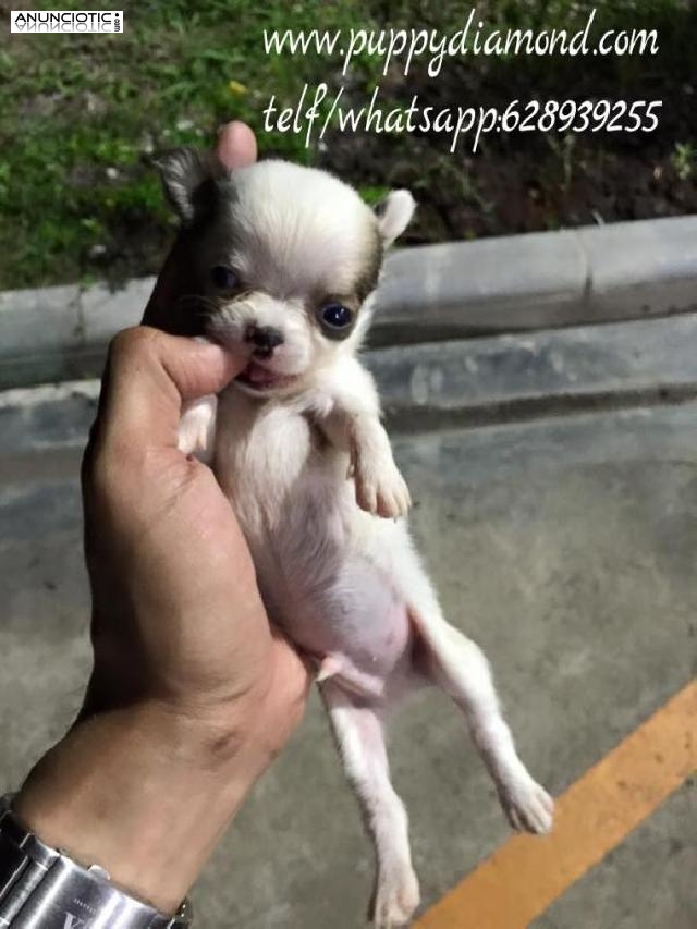 Chihuahuas exclusivos637161329