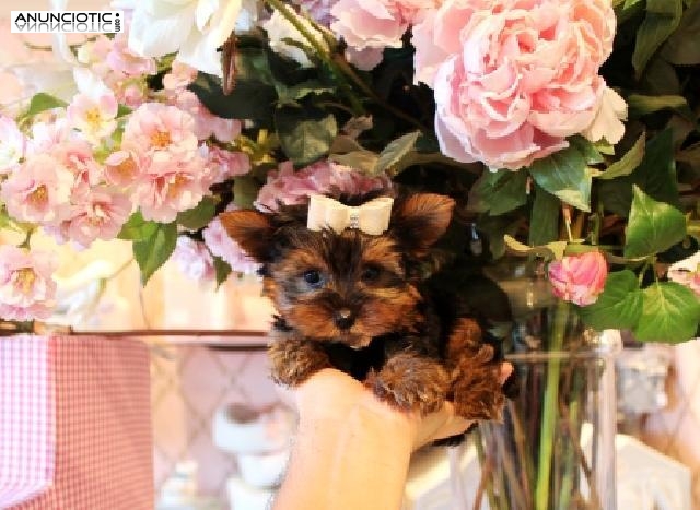 Dos adorables cachorros Yorkie 10 semanas de edad