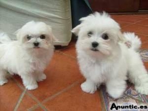 Dulce maltés cachorros para su aprobació