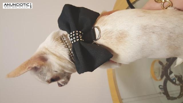 Puppydiamond boutique de mascotas