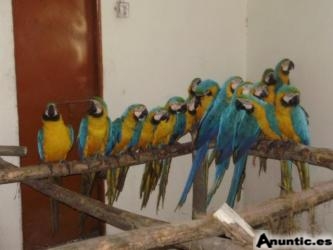 bebé loros y huevos fértiles para la venta