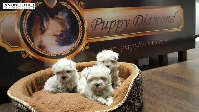 Venta de cadells puppydiamond