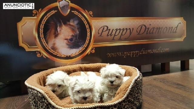 Venta de cadells puppydiamond