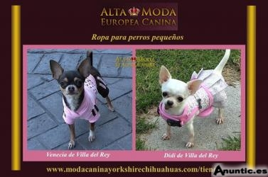 Ropa para perros pequeños