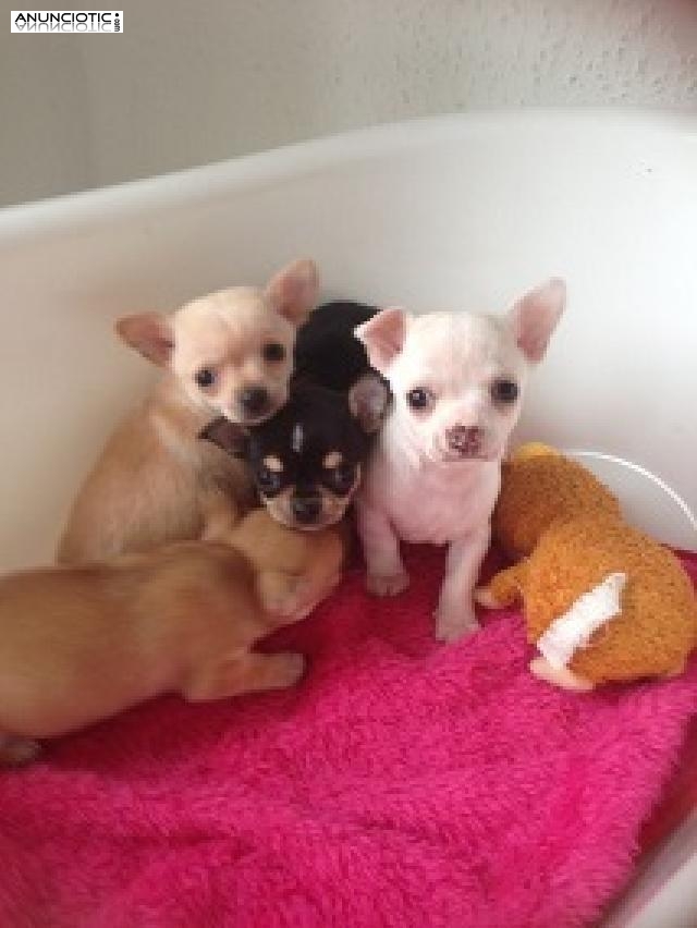 Cachorros chihuahua en adopcion