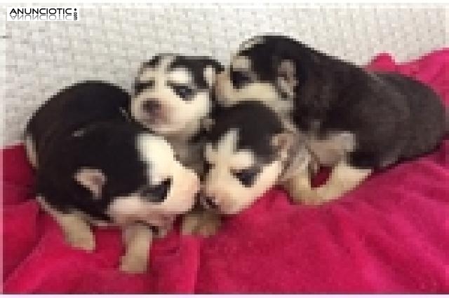 Husky cachorros para su aprobación