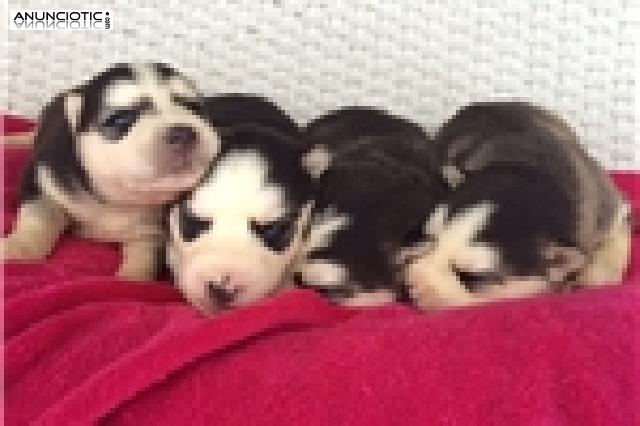 Husky cachorros para su aprobación