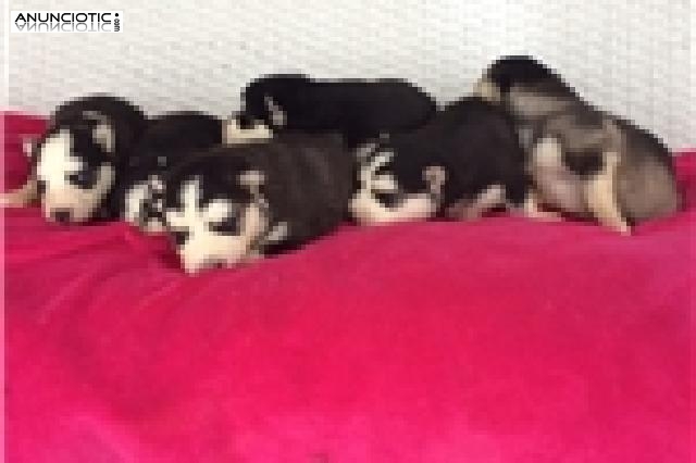 Husky cachorros para su aprobación