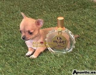 Perfume para perros