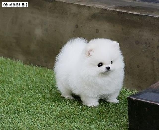 Los cachorros de Pomerania