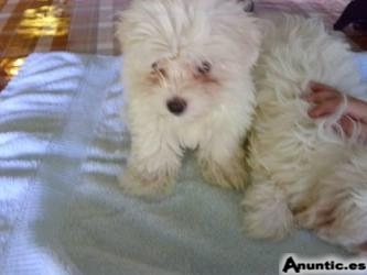 Bichon malteses para su adopción