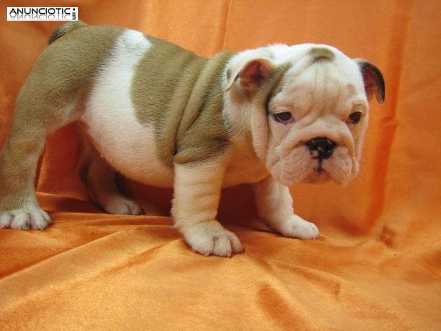 Afectuoso inglés Bulldog cachorros disponibles