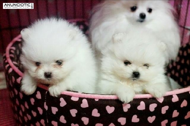 Chihuahuas ,bichon maltes lulu pomerania 