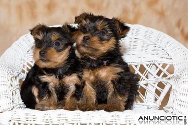 Taza de té encantadora cachorros macho y hembra Yorkie Para Re homing!