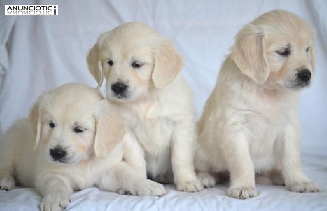 Regalo cachorros Golden Retriever para adopcion