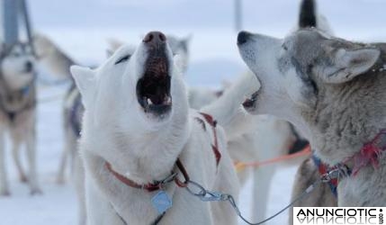 ADIESTRADOR CANINO NAVARKAN