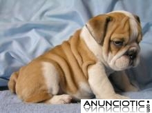 Adorable Bulldog Inglés cachorros