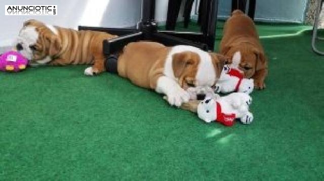 Lovely Bulldog Inglés cachorros para su aprobación