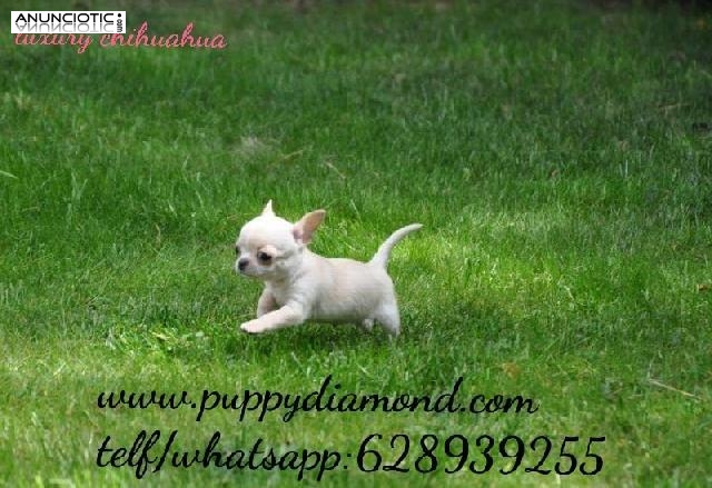 Puppydiamond chihuahuas bichon lulu