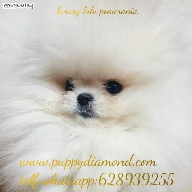 Puppydiamond chihuahuas bichon lulu