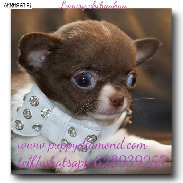 Puppydiamond criadero y tienda exclusiva