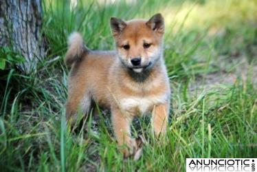 Afectuoso cachorros shiba inu para un Brena hogar