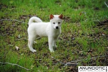 Afectuoso cachorros shiba inu para un Brena hogar