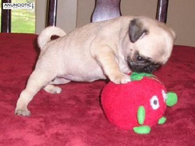 Regalo Cachorros Carlino pug para padocion