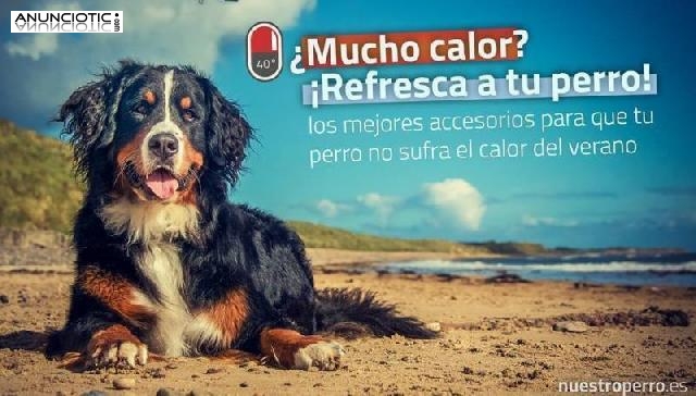 Evita los golpes de calor a tu perro 