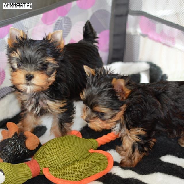 regalo cachorros yorkshire terrier