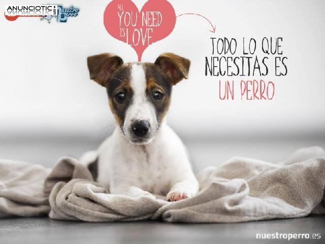 Nuestroperro, el amor por los peludines 