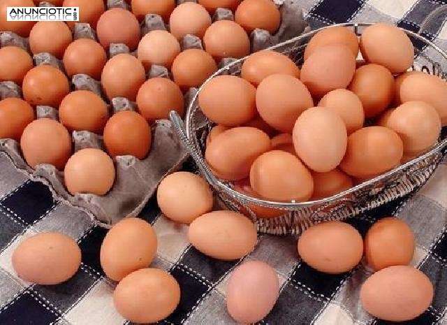 Loros y huevos de loroAhora