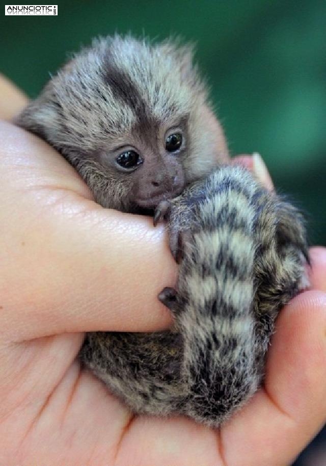 Monos bebé mono tití para adopción