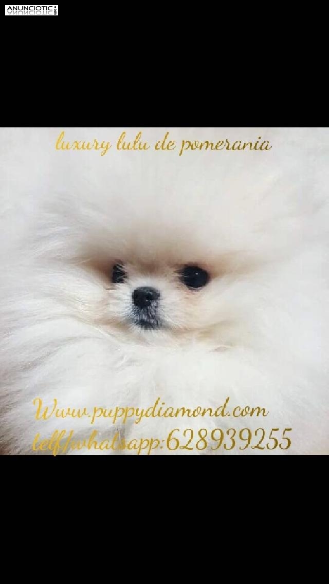 Criadero exclusivo puppy diamond