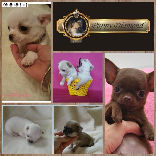 Ccriadero exclusivo puppydiamond