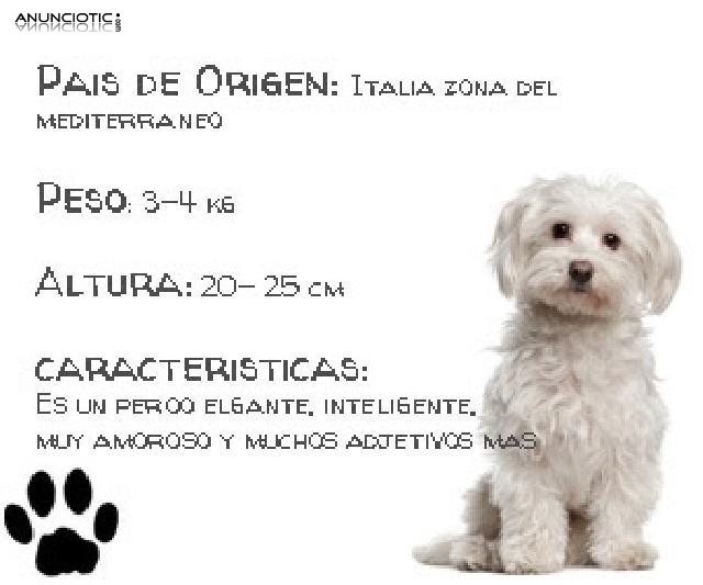 Criadero puppydiamond bichon maltes 