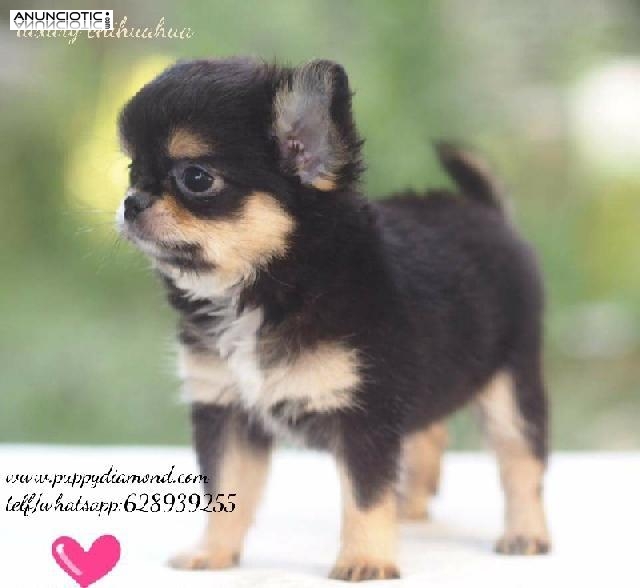 Chihuahuas miniatura puppydiamond