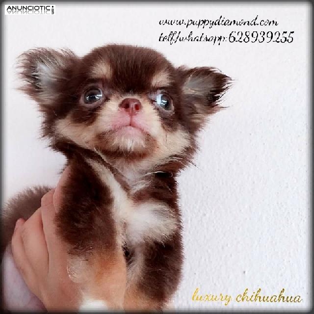 Chihuahuas miniatura puppydiamond