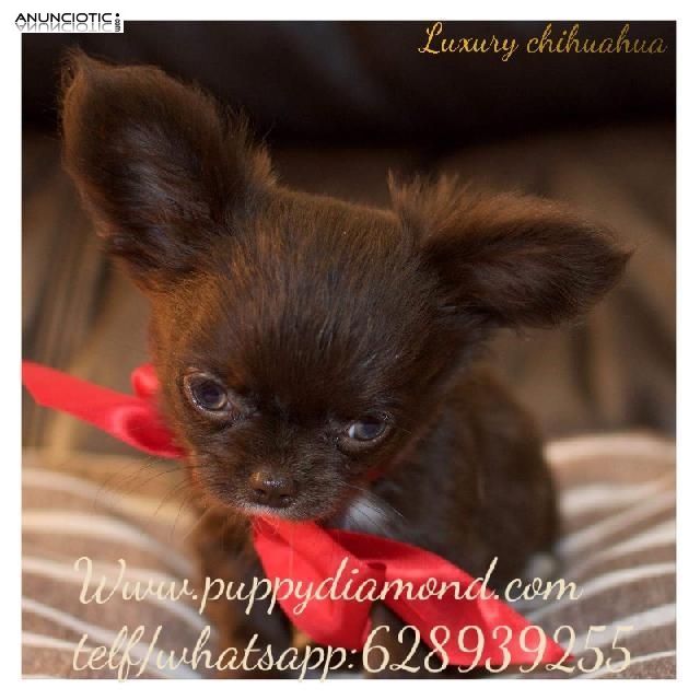 Chihuahuas miniatura puppydiamond