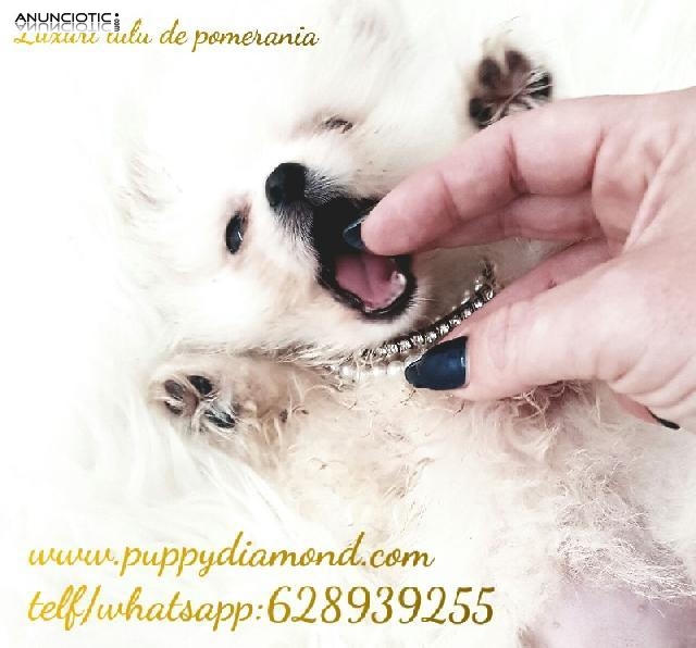 Puppydiamond cria exclusiva de chihuahua