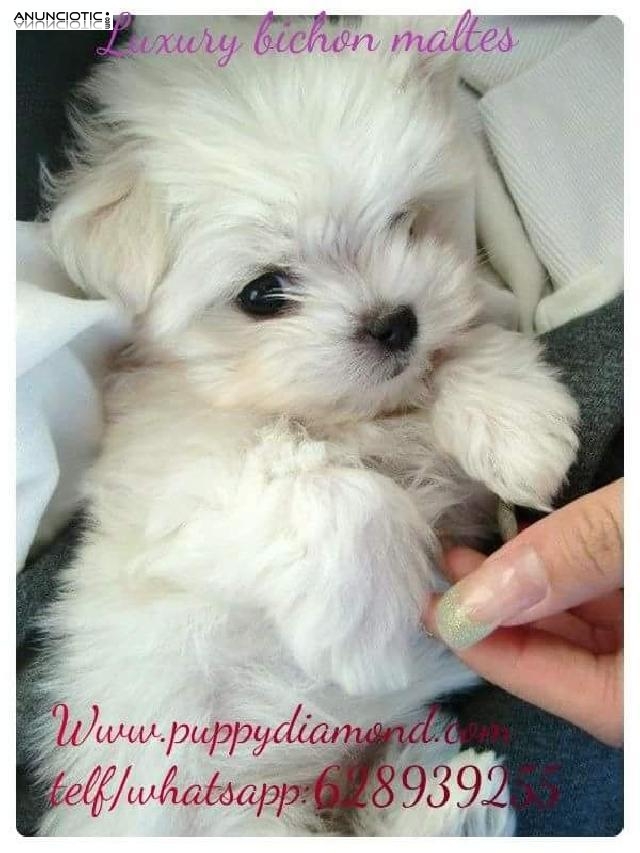 Bichon maltes puppydiamond