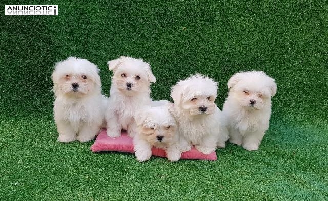 Bichon maltes puppydiamond